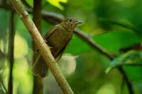 Pipulkovec - Schiffornis veraepacis - Northern Mourner o9224
